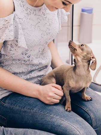 Woman taking care, hugging her little dog pinscher ratter prazsky krysarik. Petting before shower.の写真素材