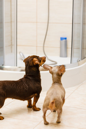 Two small dogs joyfully looking at owner. Miniature purebreed puppies in bathroom.