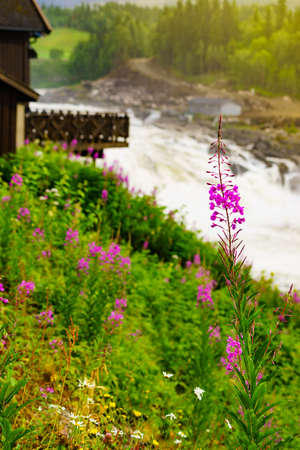 Formofossen powerful river waterfall on the Sanddola River. Grong Municipality, Nord-Trondelag County, Norway.の写真素材