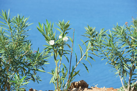 Mediterranean flora concept. Close up of green bush with leaves. Nature in Greece concept.