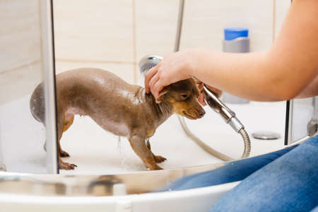 Woman taking care of her little dog. Female washing, cleaning pinscher ratter prazsky krysarik under the shower. Animals hygiene concept.の写真素材