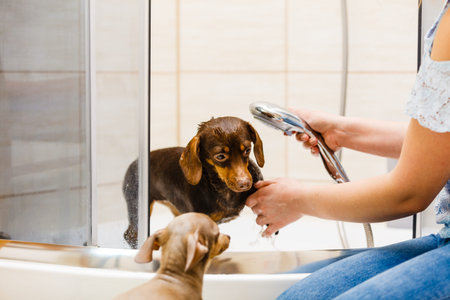 Woman taking care of her little dog. Female washing, cleaning dachshund under the shower. Animals...