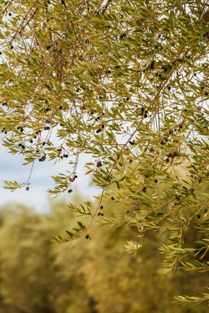 Green tree, bush with growing, ripening dark olives. Mediterranean plants, food concept.