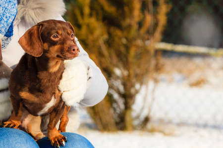Woman having fun outside in snow. Female playing with her small purebreed dog puppy in cold winter day.の写真素材