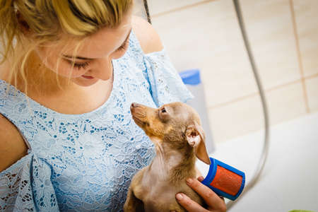 Woman taking care of her pinscher ratter prazsky krysarik, combing puppy hair using dog brush.の写真素材