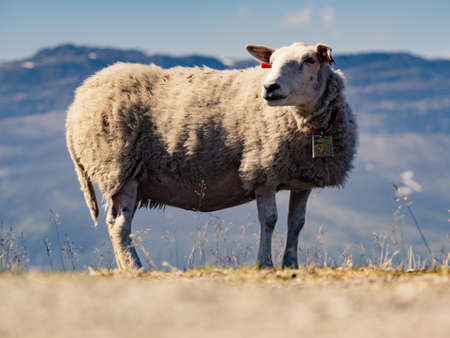 Single sheep grazing in mountains. Norway landscape.の写真素材