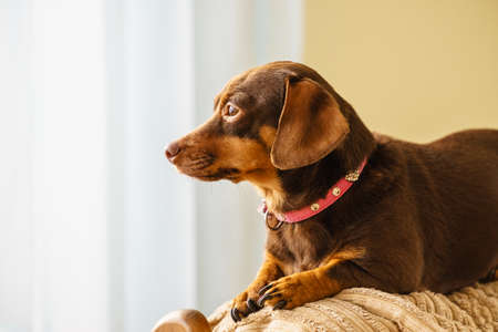 Little dachshund purebreed long bodied short legged small dog sitting relaxing and chilling on sofa couch indoor.の写真素材