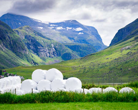 Agricultural landscape with straw packages on field. Cereal bale of hay wrapped in plastic white foil, summer in Norwegian country.の写真素材