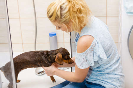 Woman taking care of her little dog. Female washing, cleaning dachshund under the shower. Animals hygiene concept.の写真素材