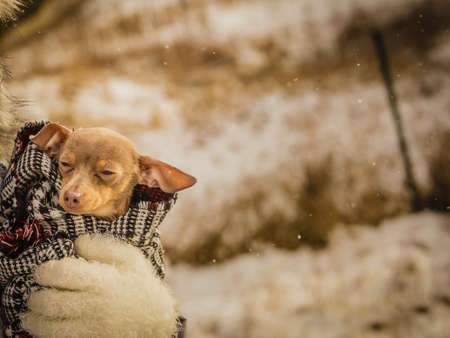Unrecognizable person holding small tiny purebreed miniature pinscher dog puppy while snow is snowingの写真素材