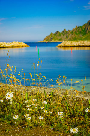 Fishing port, Bleik village in summer time. Andoya island, Vesteralen archipelago.の写真素材