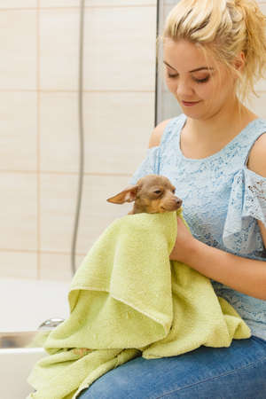 Woman taking care of her pet, drying little dog after bath shower in bathroom, using towel. Grooming conceptの写真素材