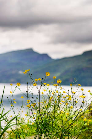 Norwegian landscape. Spring yellow flowers and fjord Saudafjord on overcast weather, view from Svandalsfossen waterfall area. National tourist Ryfylke route.の写真素材