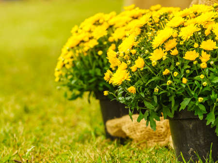 Beautiful colorful yellow flowers in pot. Field flower bouquet. Folka flora concept.の写真素材