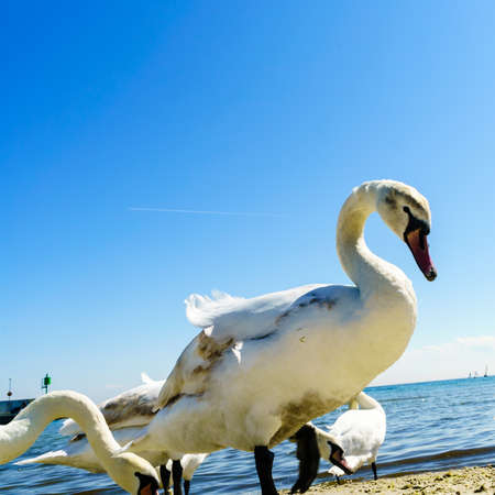 Swans walking around on sandy beach during sunny summer weather. Animals birds close up in nature.の写真素材