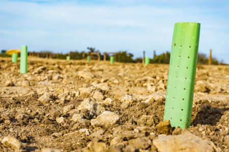 Fence encloses and protects young tree on beach sea shore. Sapling, environmental protection concept.の写真素材