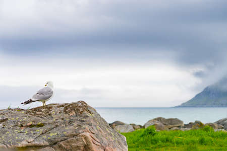 Stone sea shore with seagull bird, Lofoten islands in Norway. Overcast weather. Wild northern nature.の写真素材
