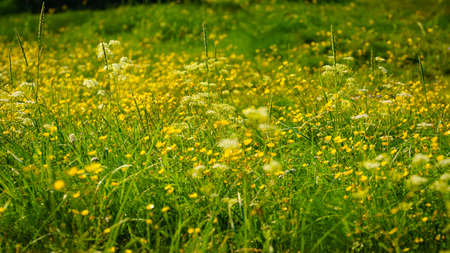 Meadow with violet yellow flowers in spring or summer. Nature background.の写真素材