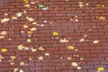Autumn pavement with autumnal yellow fallen leaves.の写真素材