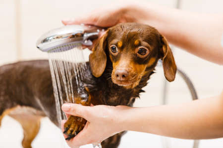 Woman taking care of her little dog. Female washing, cleaning dachshund under the shower. Animals hygiene concept.の写真素材