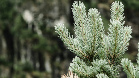 Coniferous pine tree branch, green young sprout with water drops and forest nature in background