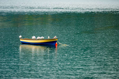 Little moored boat with many birds seagulls on blue water sea or lake surface, norwegian fjord natureの写真素材