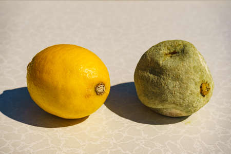 Healthy and green moldy lemon citrus fruits. Rotten fungi food.の写真素材
