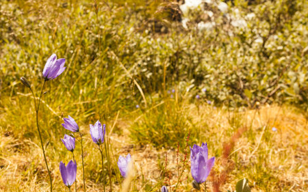 Violet flowers on nature. Spring or summer time in norwegian mountains area.