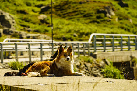 Two dogs black and brown on nature in park.の写真素材