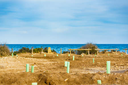 Fence encloses and protects young tree on beach sea shore. Sapling, environmental protection concept.の写真素材