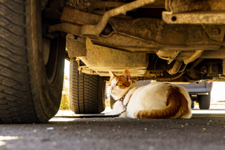 White domestic cat animal hiding under car