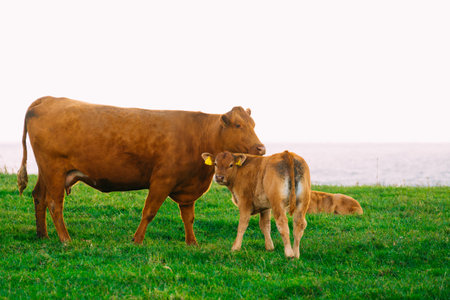 Cow and calf in meadow field. Tranquil countryside scene.