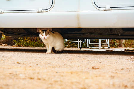 White domestic cat animal hiding under carの写真素材