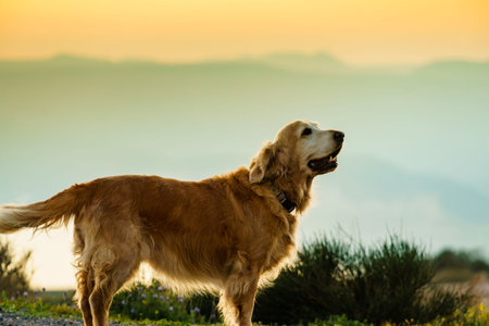 Dog playing outdoor. Animals and pets