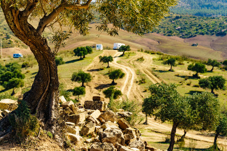 Spanish nature landscape. Old olive tree on hil and caravans camping in distance. Guadalhorce...