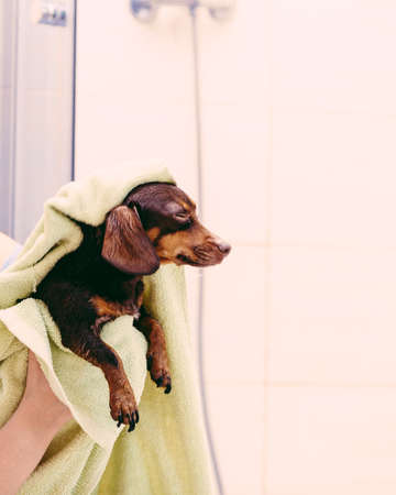 Unrecognizable person taking care of her pet, drying little dog after bath shower in bathroom, using towel. Grooming conceptの写真素材