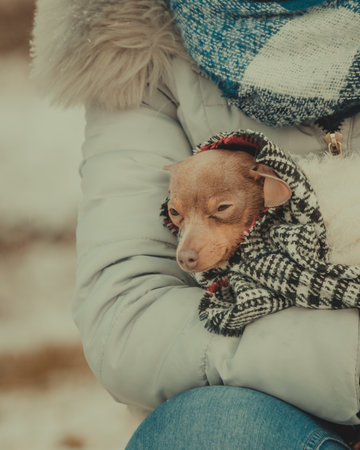 woman wrapped her best friend little dog in warm blanket scarf to warm him in cold winter day. Animal protection save. Adoption conceptの写真素材
