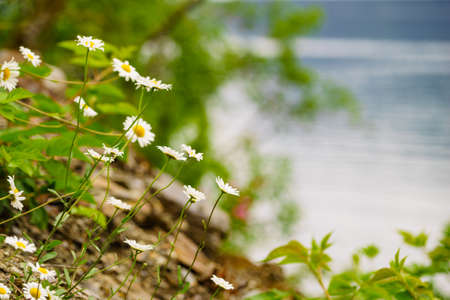 White camomile flowers on river or fjord shore, norwegian natureの写真素材