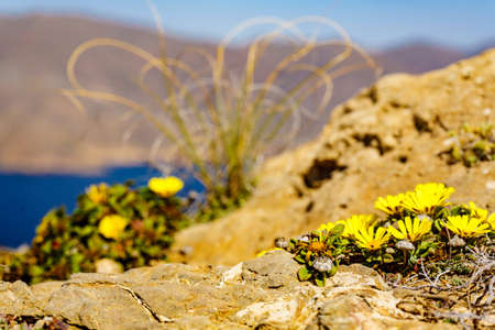 Yellow flowers growing on rocks cliff. Mediterranean natureの写真素材