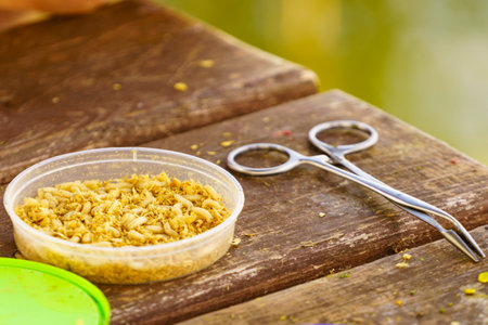 Fishing bait white worms in box outdoors.