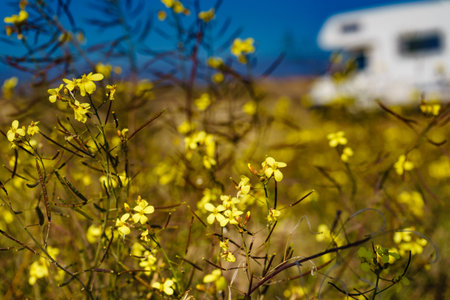 Yellow spring rape flowers and camper vehicle wild camping in the distance. Caravan vacation. Almeria province, Andalusia Spain.の写真素材