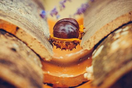 Autumn season. Single chestnut lies in autumnal scenery and peeks out of the peel.