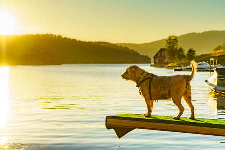 Wet white dog standing on springboard at water shore.の写真素材