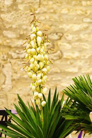 Flower in garden. Spring or summer timeの写真素材