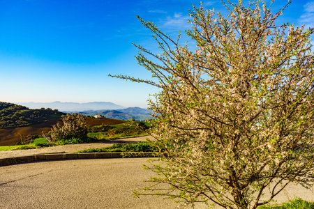 Blooming tree and mountain spanish landscape.
