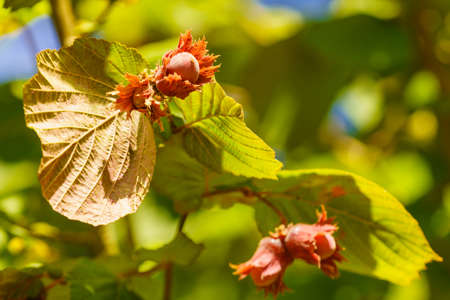 Young hazelnut grow on tree in garden.の写真素材
