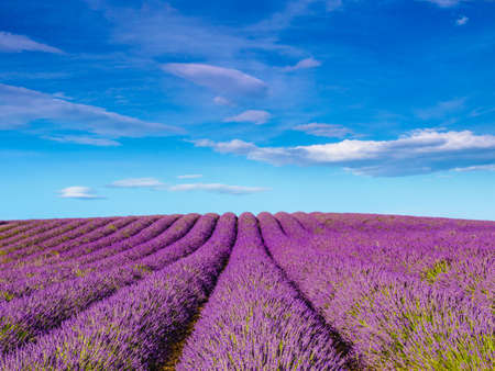Lavender fields at sunny day, Provence, Valensole plateau. Farmlands painted violet blooms. Travel region.の写真素材