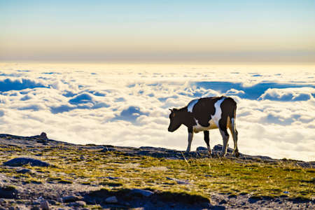 Cow on pasture in high mountains above clouds. Serra da Estrela in Portugal.の写真素材
