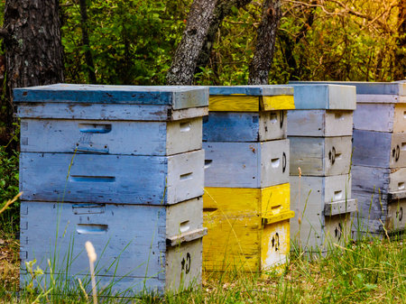 Many bee hives in green forest. Honey beehives outdoors on nature, Provence France. Beekeeping or apiculture.の写真素材