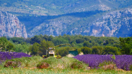 Provence landscape in France. Tractor harvesting field of lavender.の写真素材